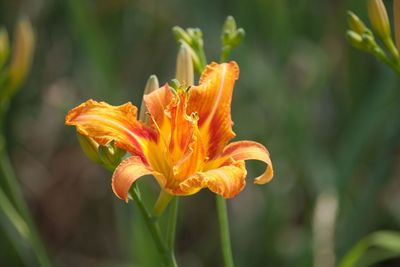 Close-up of day lily blooming outdoors