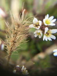 Close-up of white flowers