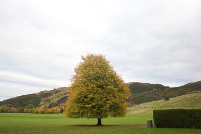 Trees on field against sky