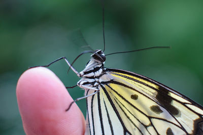 Close-up of butterfly on human hand