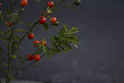 Close-up of berries growing on tree