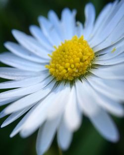 Close-up of white daisy blooming outdoors