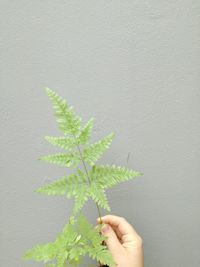 Close-up of hand holding plant