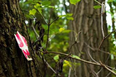 Close-up of pink flower growing on tree trunk in forest