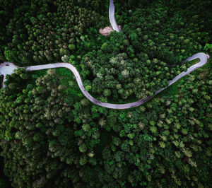 Flight with drone above a forest in trentino 