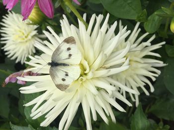 Close-up of bee pollinating flower