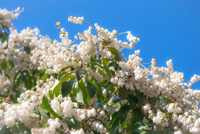 Close-up of white cherry blossoms against blue sky