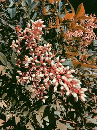 Close-up of flowers blooming on tree