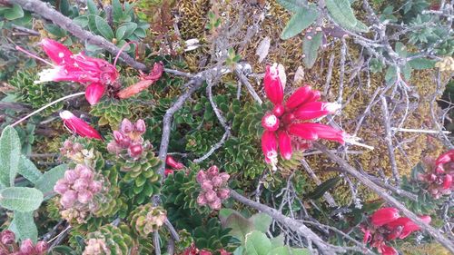 Close-up of pink flowers blooming outdoors