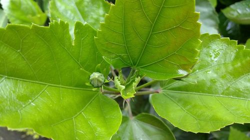 Close-up of insect on plant