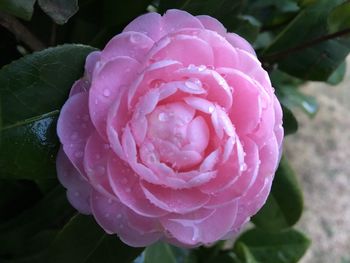 Close-up of wet pink rose blooming outdoors