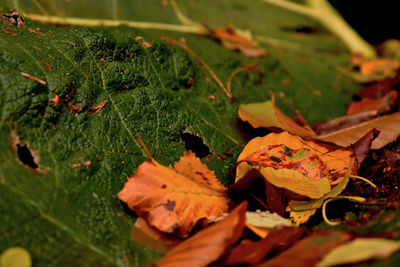 Close-up of autumn leaves on field