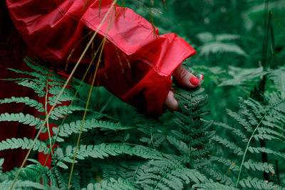 Woman's hand in a red raincoat is touching fern.