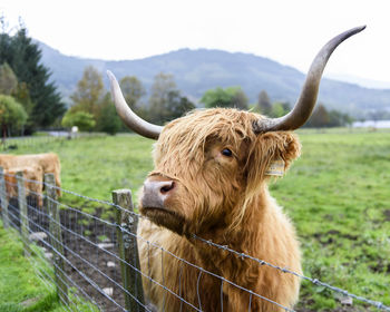 Close-up of highland cattle standing on field