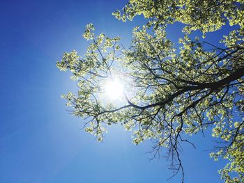 Low angle view of sunlight streaming through tree