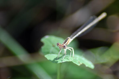 Close-up of insect