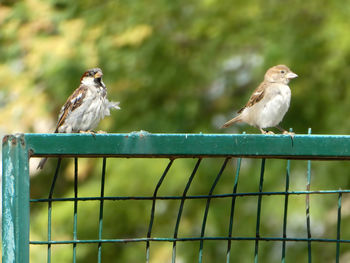 Two sparrows standing on the green iron fence