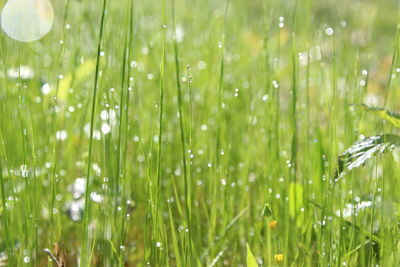 Close-up of wet grass