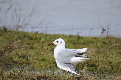 Close-up of bird on field
