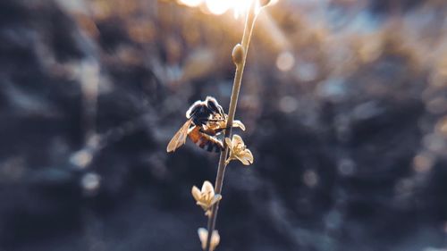 Close-up of wilted plant