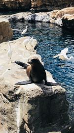 Seagulls perching on a rock