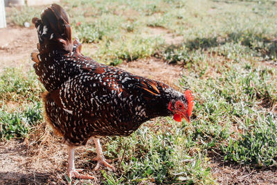 Full length side view of hen on grass