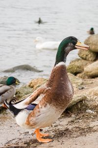 Side view of male mallard duck at lakeshore