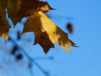 Low angle view of maple leaf against blue sky