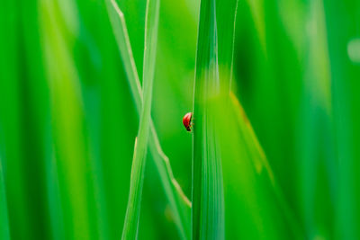 Close-up of ladybug on leaf