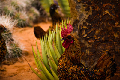 Close-up of rooster