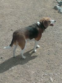 Dog on dirt road