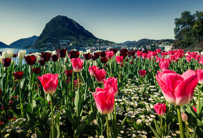 Pink tulips in bloom against sky