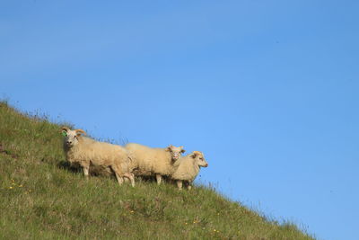 View of an animal against clear blue sky