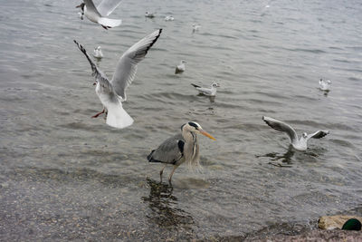 Seagulls flying over lake