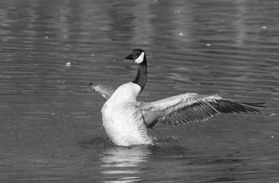 Bird in lake