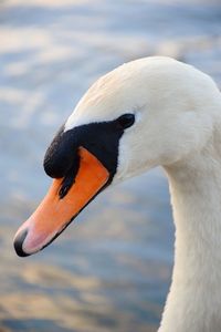 Close-up of swan