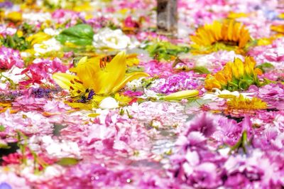 Close-up of pink flower blooming