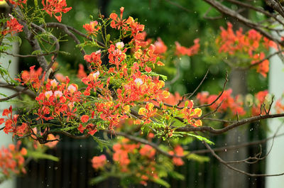 Close-up of orange flowering plants