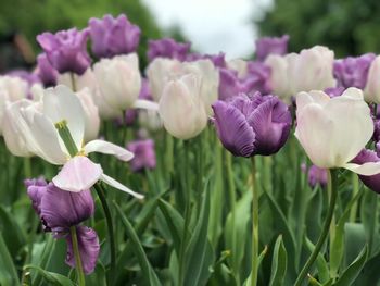 Close-up of purple flowering plants