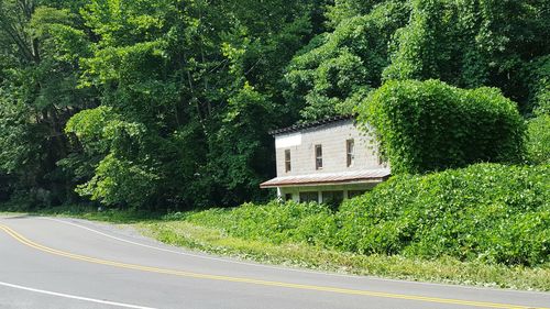 Road by trees and plants