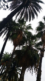 Low angle view of palm trees against clear sky