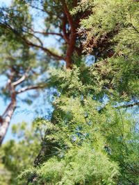 Low angle view of lichen growing on tree