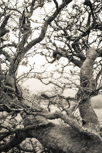 Low angle view of bare trees against sky