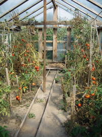 Plants growing in greenhouse