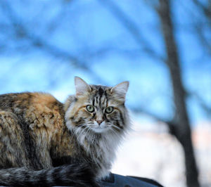 Close-up portrait of cat