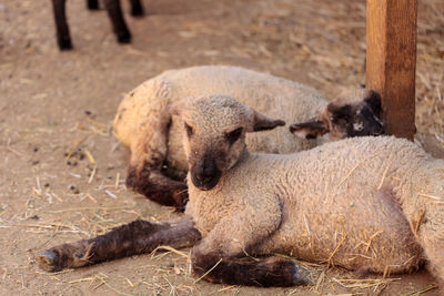 Sheep lying on field