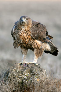 Close-up of owl perching on rock