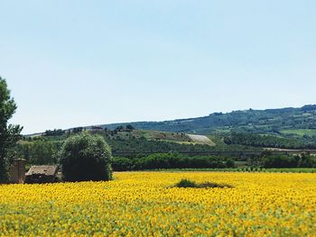 Scenic view of oilseed rape field against clear sky