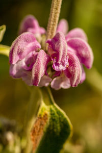 Close-up of pink orchid flower