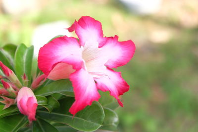 Close-up of pink flower